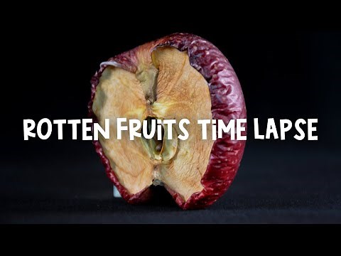 Fruit Time Lapse Video | Rotten Fruit Time-Lapse | Development of Mold | Just For Fun
