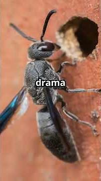 No Teamwork, No Problem: Mud Dauber Wasps’ Wild Family Life