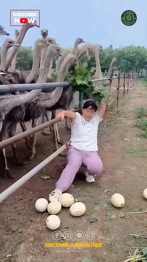 64K views · 228 reactions | Did you know that ostrich eggs are the...