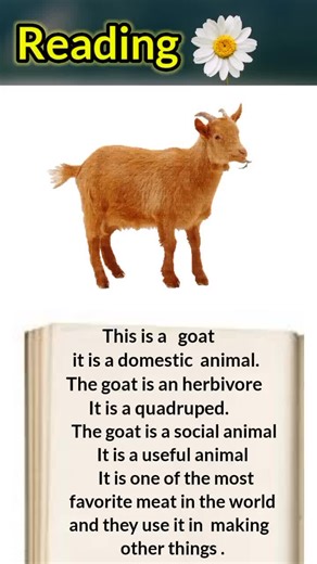 Everything You Need to Know About Goats