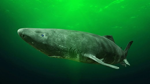 10 Deep Sea Sharks Rarely Seen By Humans