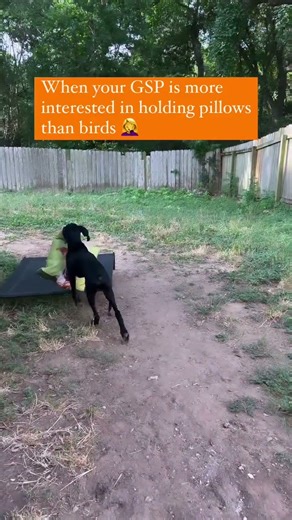 Send help! This GSP is out of control! Requesting reinforcements immediately!! #gsp