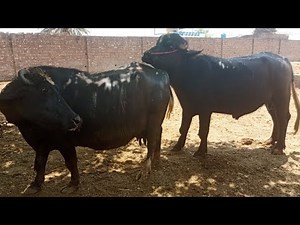 bigger bull buffalo mating | buffalo breed | animal meeting