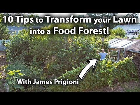 How to TRANSFORM your LAWN into a FOOD FOREST!