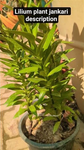 “Asiatic Lily | इतना खूबसूरत फ्लावर आपने नहीं देखा होगा 🌺#viral #viral