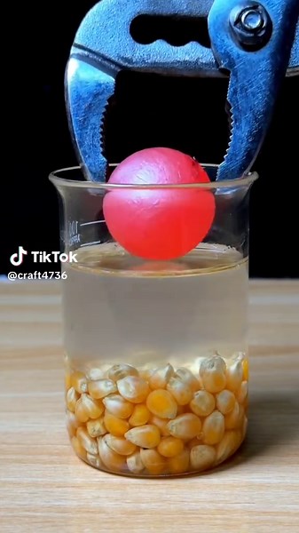 Hilarious Funny Videos That Will Make You Laugh