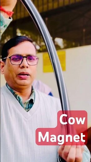 How Cow Magnets Prevent Cattle Disease