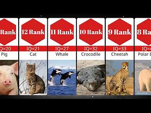 IQ level of different animals // IQ comparison