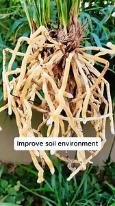 DIY Root Stimulant for Seedlings #gardeningislife #gardeningtherapy #gardeningknowhow #gardeningseason #gardeningismytherapy | Green Garden
