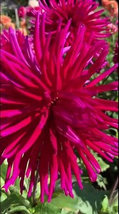 Dahlia Flowers