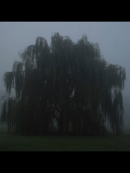 The Beauty of Weeping Willow Trees in Nature