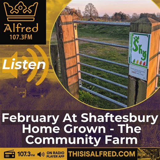 After days of relentless rain, Antonia Eastman heads to Breach Lane for the latest update from Shaftesbury Homegrown, where volunteers have been battling mud, floods and blocked drainage- and turning it into progress. From digging new drains and planning a wildlife pond to ordering seeds, clearing banks for wildflowers and celebrating winter crops that have thrived against the odds, it’s a lively snapshot of community effort in action. If you want to hear how the farm is coping with extreme weat