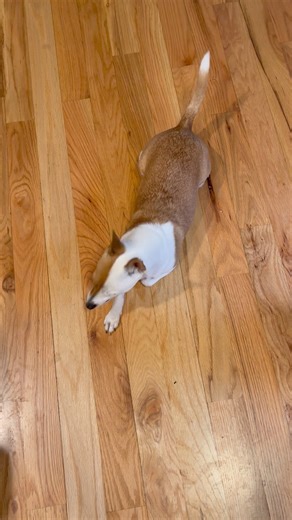 It makes them loco.. | Carl Marino