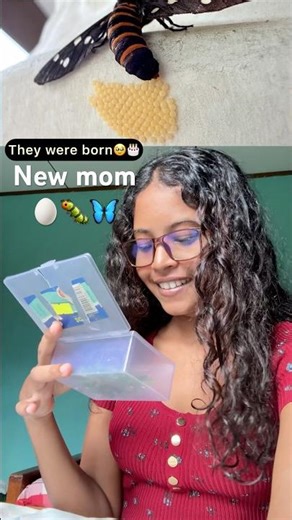 I Saved These Eggs🐛➡️🦋 Watch What Happened Next(Life Cycle Update) #lifecycles #nature #naturalist