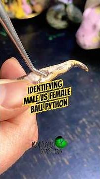Male vs female ball python! #molinarosnakelab #ballpythonmorph #malevsfemale #maleorfemale #snakeid