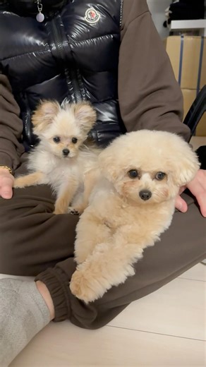 🐶👊👊💢 #マルプー #マルポメ #maltipoo #maltipom #믹스견