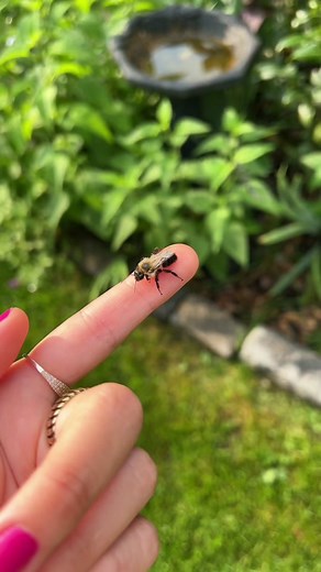 A fuzzy lad 🐝💛 #bee #bugs #insects #nature