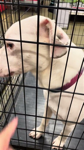 Visiting a homeless pretty white dog up for adoption