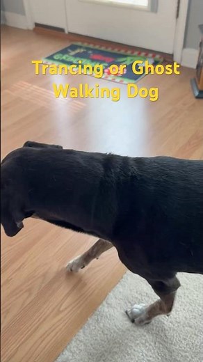 Trancing or Ghost Walking Dog #dogs #trancing #ghostwalking