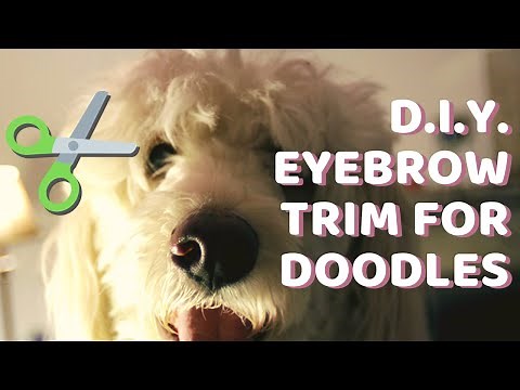 How to Trim Your Doodle's Overhanging Eyebrows - Goldendoodle/Aussiedoodle/Labradoodle Grooming