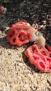 Can you believe these are mushrooms?! 🍄 Lattice stinkhorn mushrooms (Clathrus crispus) are popping up in the Garden. But despite their bizarre look and repellent odor, these superstar decomposers benefit our plants. They feed on dead material, and they especially like rotting wood. So, you'll often find them near or around mulch. Once they start decomposing the dead stuff around them, nutrients trapped in that material becomes available to the surrounding plants. But why do they have to smell s