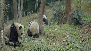 Panda at Chengdu Panda Reserve (Chengdu Research Base of Giant Panda Breeding) in Sichuan, China. The panda bear is eating bamboo.