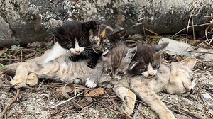 Four crying kittens clung to their dying mother then a miracle happened | Sinameck