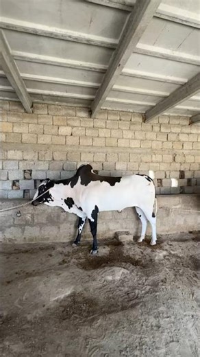 #how to start a youtube channel for beginners, youtube shorts, youtube update, #fyp, @azanbabayt