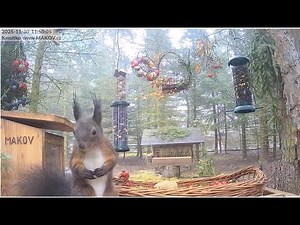 Kuk, roztomilá veveruško