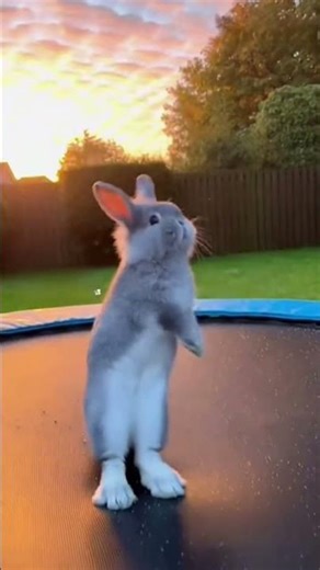 Cute bunny does a perfect trampoline backflip