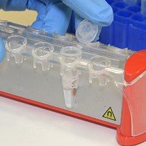 Video: Mapping RNA-RNA Interactions Globally Using Biotinylated Psoralen