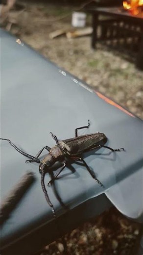 김천시 증산 수도길 용추계곡 용추민박 하늘소