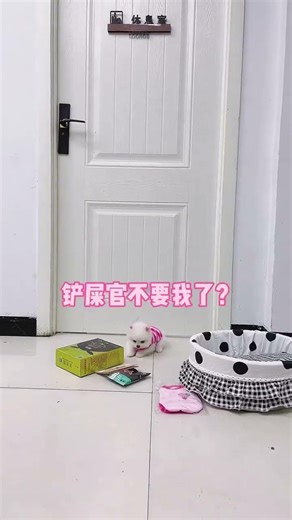 This Sweet Puppy Is Loved by Everyone It Meets#Teacup Dog #Pomeranian #Cute Pet