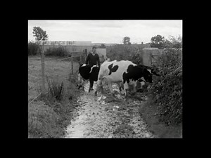 New Farming Methods, Arva, Co. Cavan, Ireland 1967