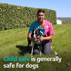 4.7K views · 42 reactions | Did you know you can apply sun cream to your dog? ☀️ We’d recommend applying a high factor, child-safe sun cream especially to white, hairless or and exposed areas on your pooch’s body, like the top of their nose and ears. Share this post to ensure others know to apply sun cream to their dogs. | PDSA | Facebook