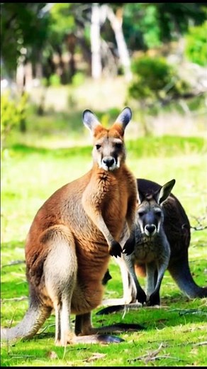 Cute Kangaroo Playing with Babies 🦘💞 | Adorable Family Moments | #Shorts #Kangaroo #BabyKangaroo
