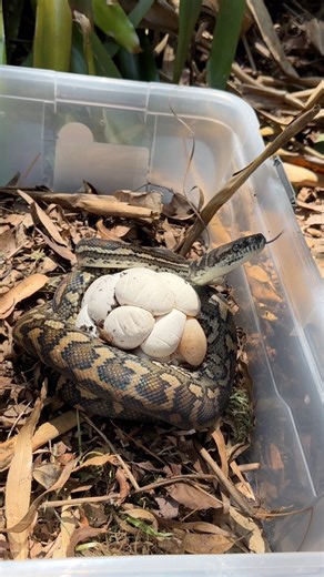 Female Carpet python on egg! #snake #snakes #reptile #reptiles #wildlife #australia #qld #sunshinecoast | Sunshine Coast Snake Catchers 24/7