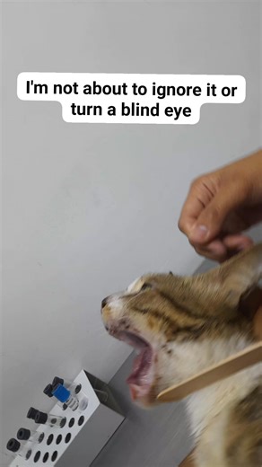 Oral thrush, a fungal infection that can cause white patches or lesions on the tongue, inner cheeks, and other parts of the mouth. It has spread to the esophagus, it might be a more serious issue. I'd recommend consulting a healthcare professional for proper diagnosis and treatment. #StrayPawsFeederByHeart #straygatekeeperbyheart | Cherrie Lyn Arcio