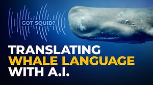 How Scientists Are Using ChatGPT to Decode Whale Language