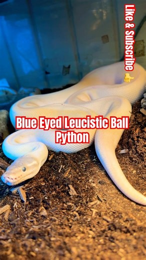 Blue Eyed Leucistic Ball Python 🐍 #snake #reptiles #ballpython #animals #pets #shorts