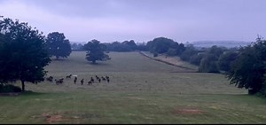 100K views · 5.3K reactions | Follow the deer! 歷 Early morning games with racehorses on their holidays   Venetia Williams Racing | The Jockey Club | Facebook