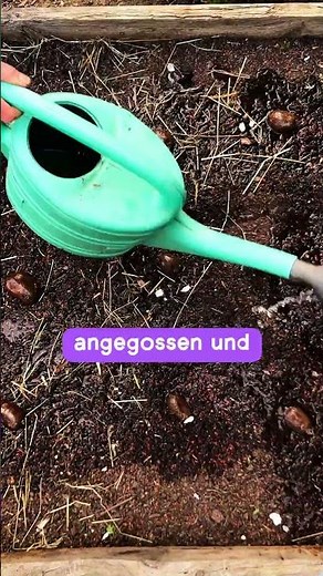 Grow potatoes in just 1 minute – this method will make your harvest amazing!