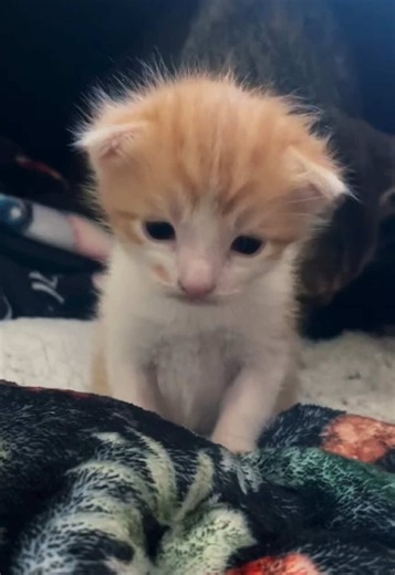 so cute #catsoftiktok #fyp #kitten #foryou #cutecat | cat