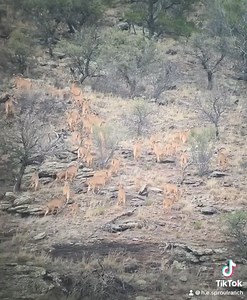 West Texas Aoudad Sheep starting to move around a bit about 10 days away to start hunting #sproulranch #royhurley #hunthesproulranch #aoudad #westtexasaoudad #foryoupage #skyoutdoors #kuiu #kuiunation #kuiu_official #outdoorsmans | H.E. Sproul Ranch and The Harvard Hotel