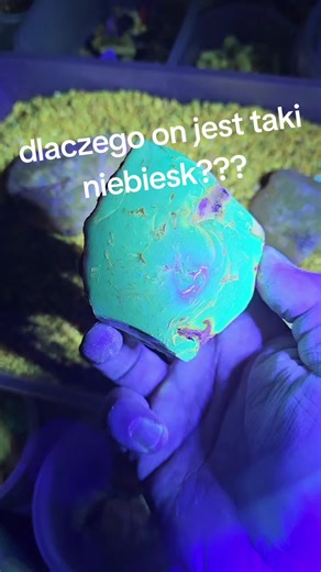 Dlaczego ten bursztyn jest taki niebieski? 🤔 To nie jego naturalny kolor. Podświetlam go latarką UV. Bursztyn zawiera związki organiczne, które pod wpływem promieniowania ultrafioletowego zaczynają fluorescencyjnie świecić na niebiesko. To jeden z najprostszych sposobów sprawdzania, czy bursztyn jest prawdziwy.