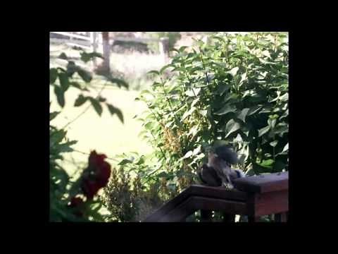 Mourning Doves Flying in Slow Motion