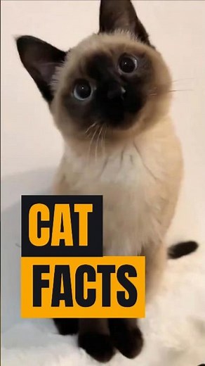 Siamese Cat Fur Explained 🐱 Why Their Color Changes Over Time | Purrly Yours #catvideos #cat