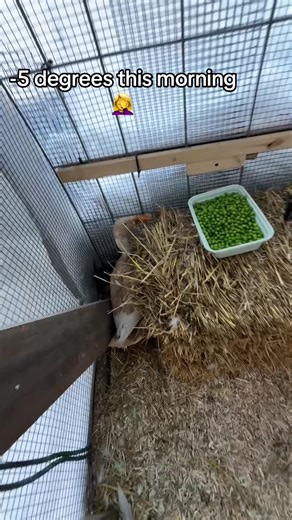 Caring for Ducks in Cold Weather: Tips and Tricks