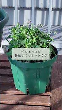 [Liquid Fertilizer] Effectiveness depends on timing! The correct way to use Hyponex concentrate! ...