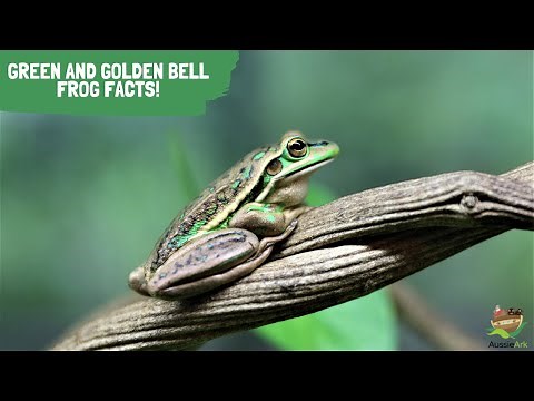 Green and Golden Bell Frog Facts!